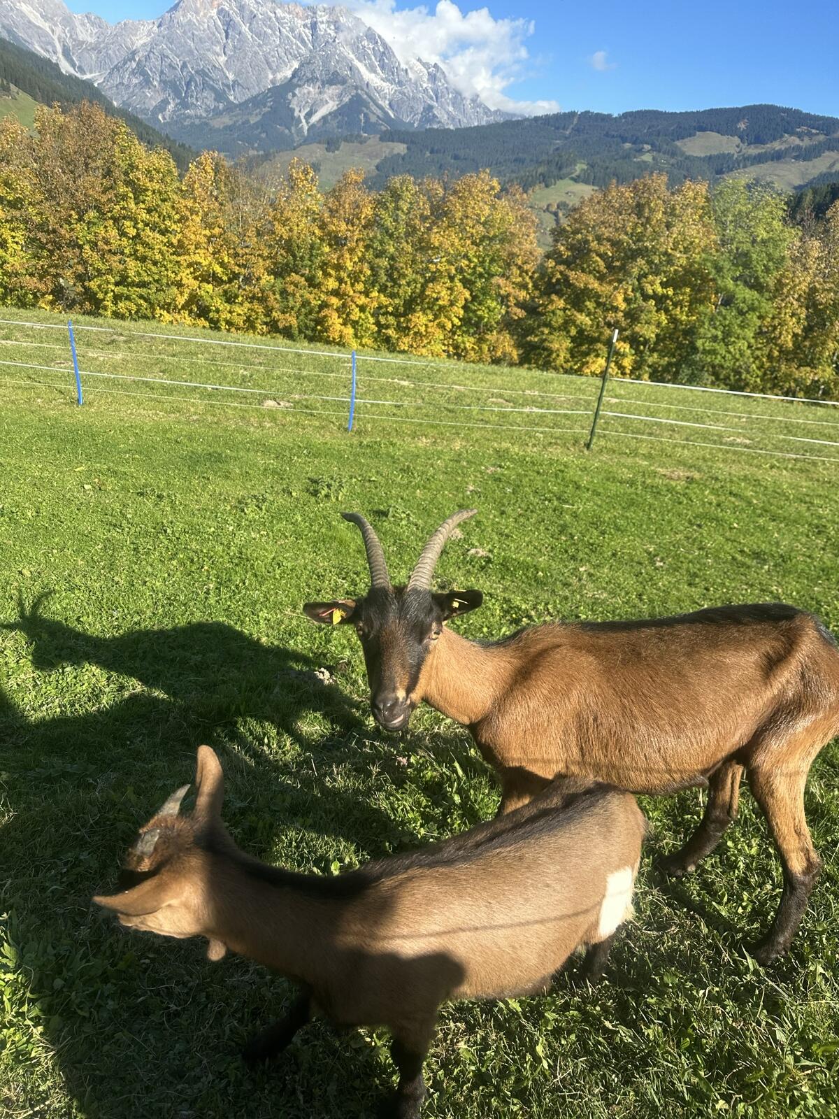 Ziege mit Kitz 2