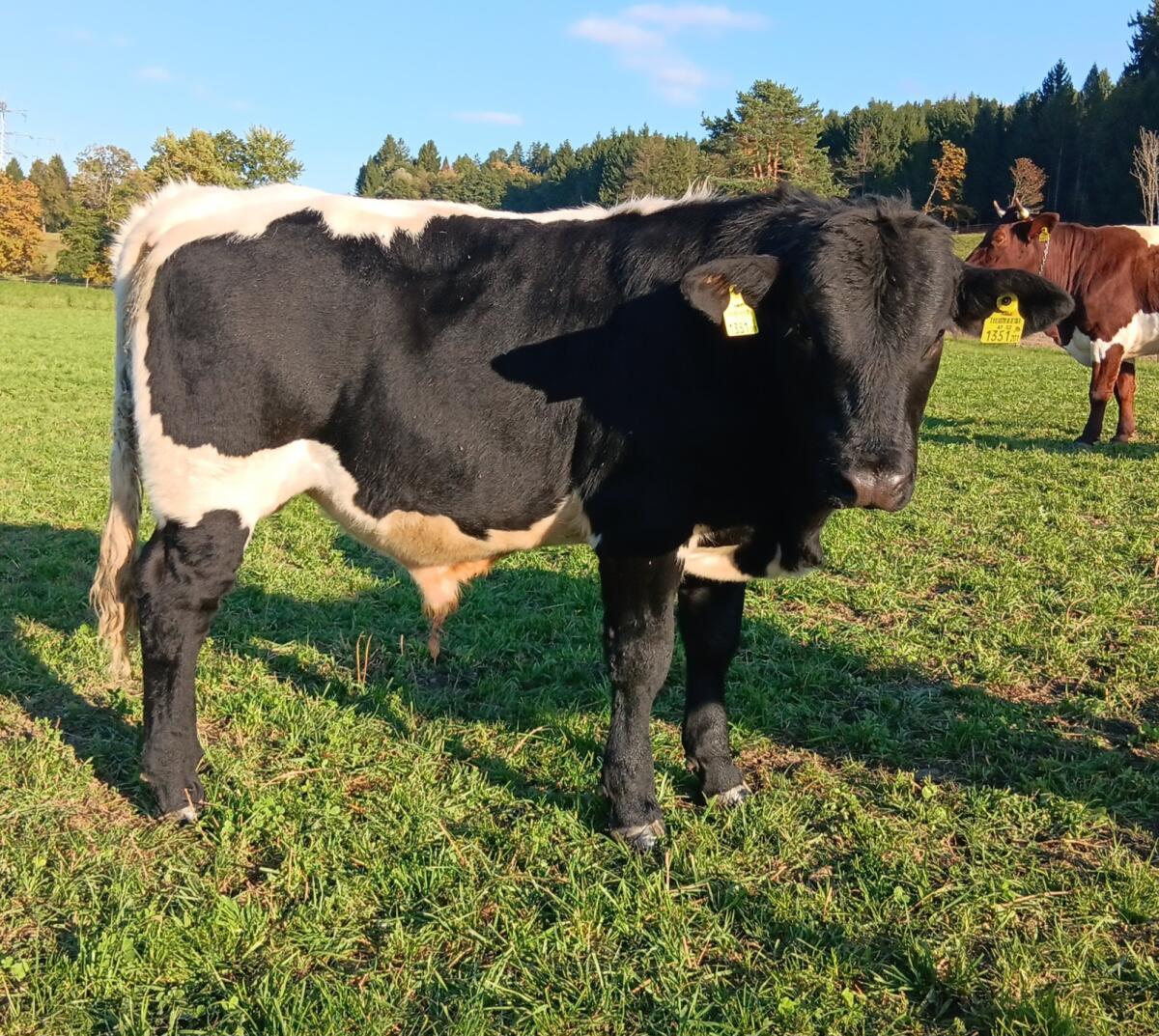 Pinzgauer Stier/Absetzer 2
