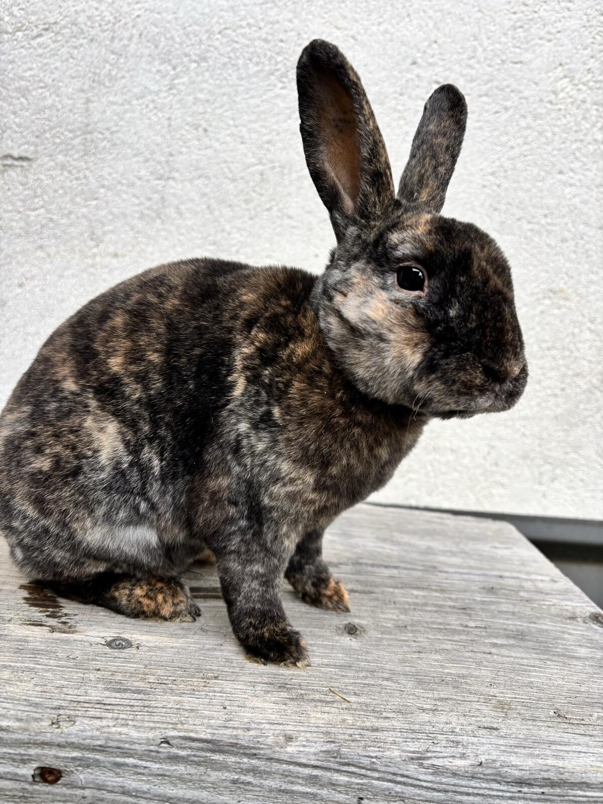 Scar sucht noch ein liebevolles Zuhause 1