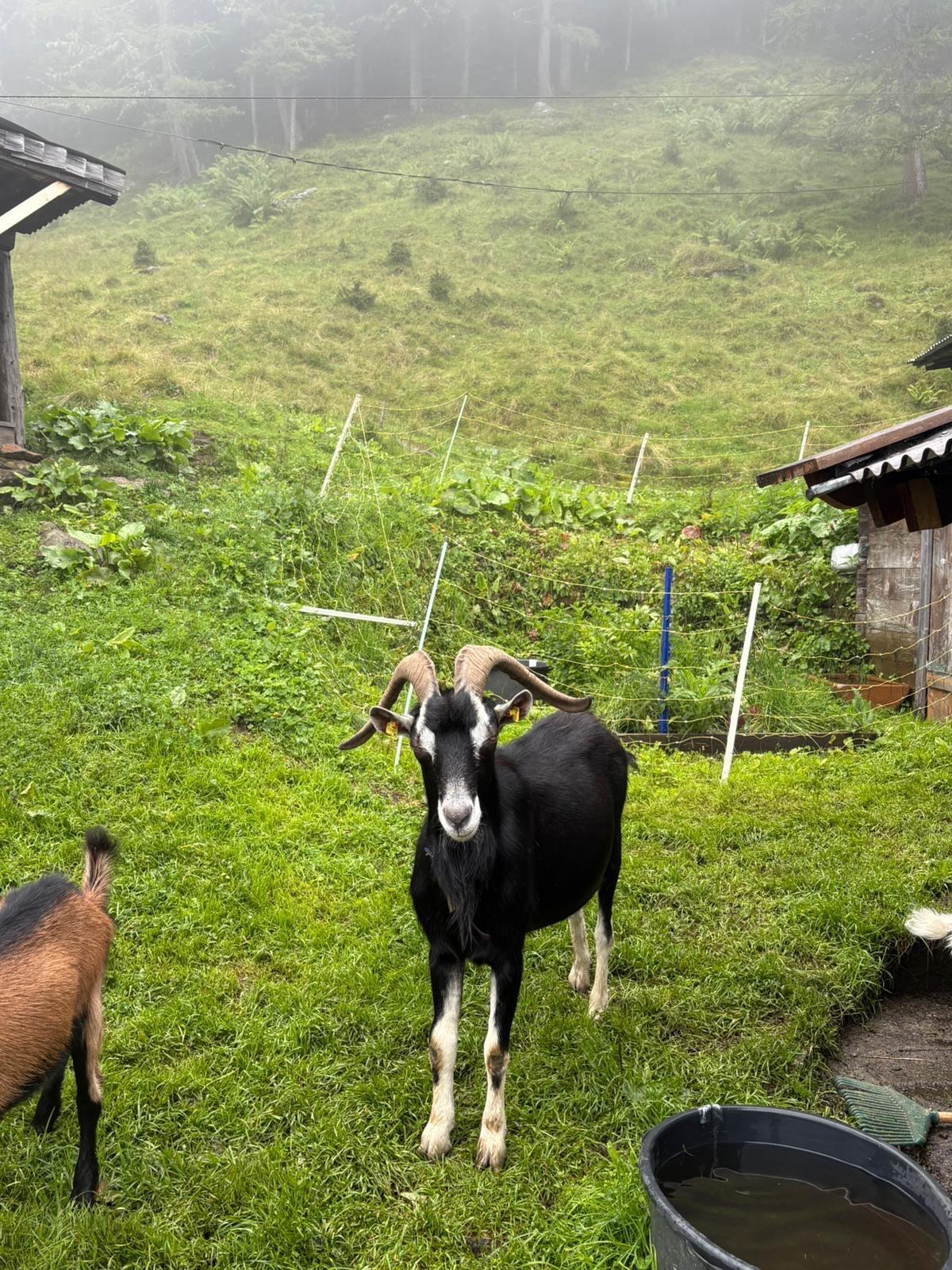Bündner Strahlenziegenbock 2
