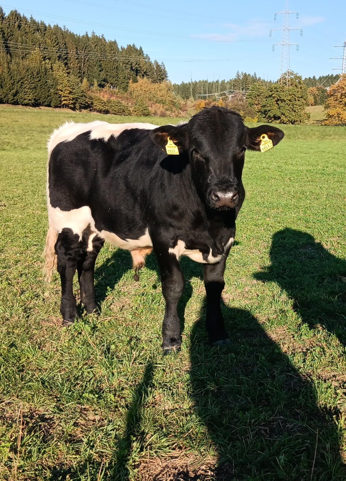 Pinzgauer Stier/Absetzer 1
