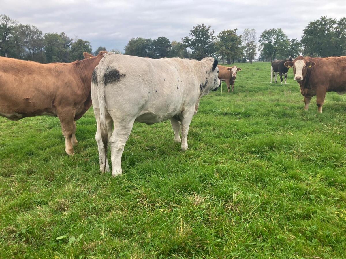 Pustertaler Sprinzen Kalbin 3