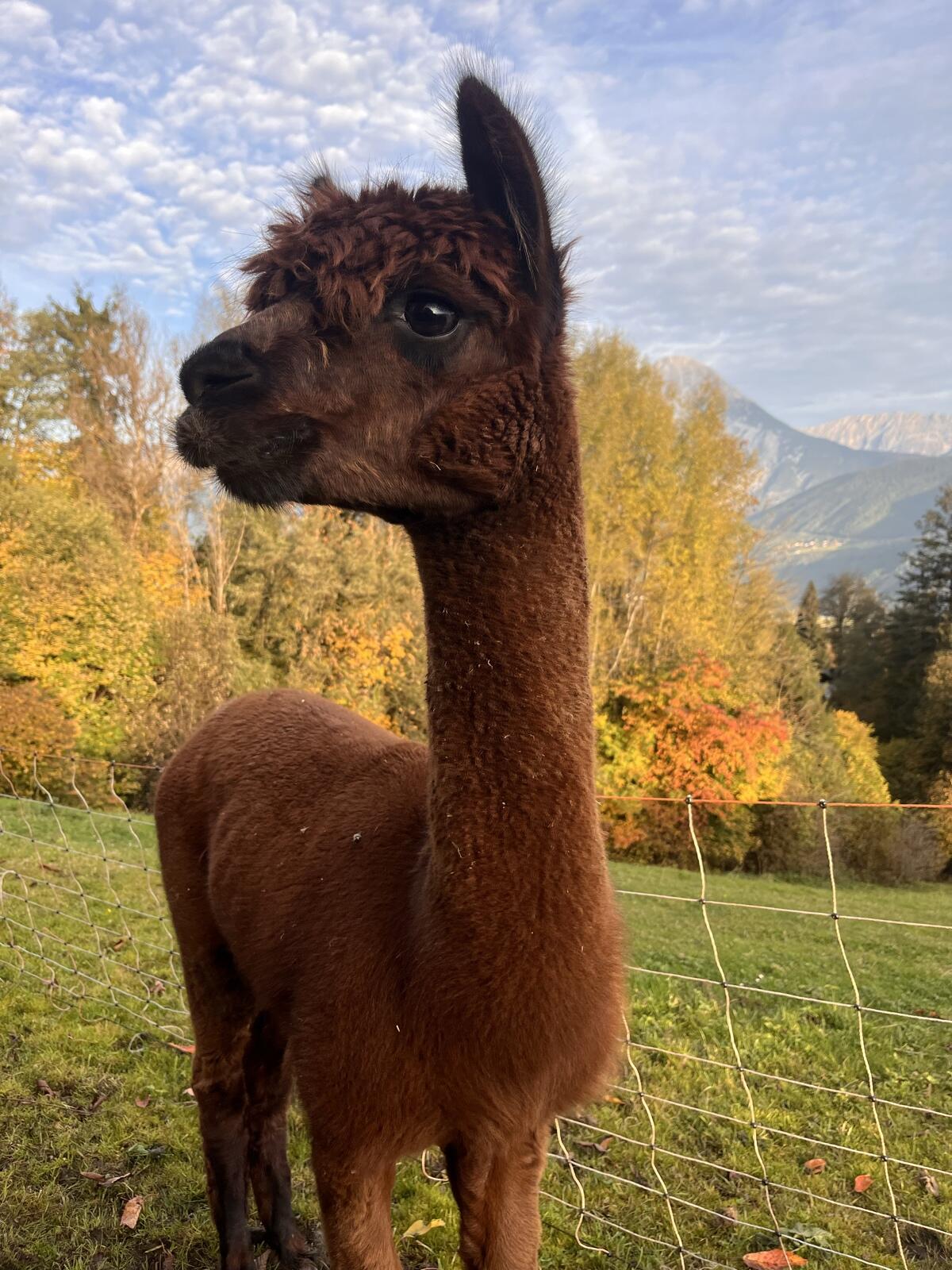 Alpaka Wallach CARLOS 2