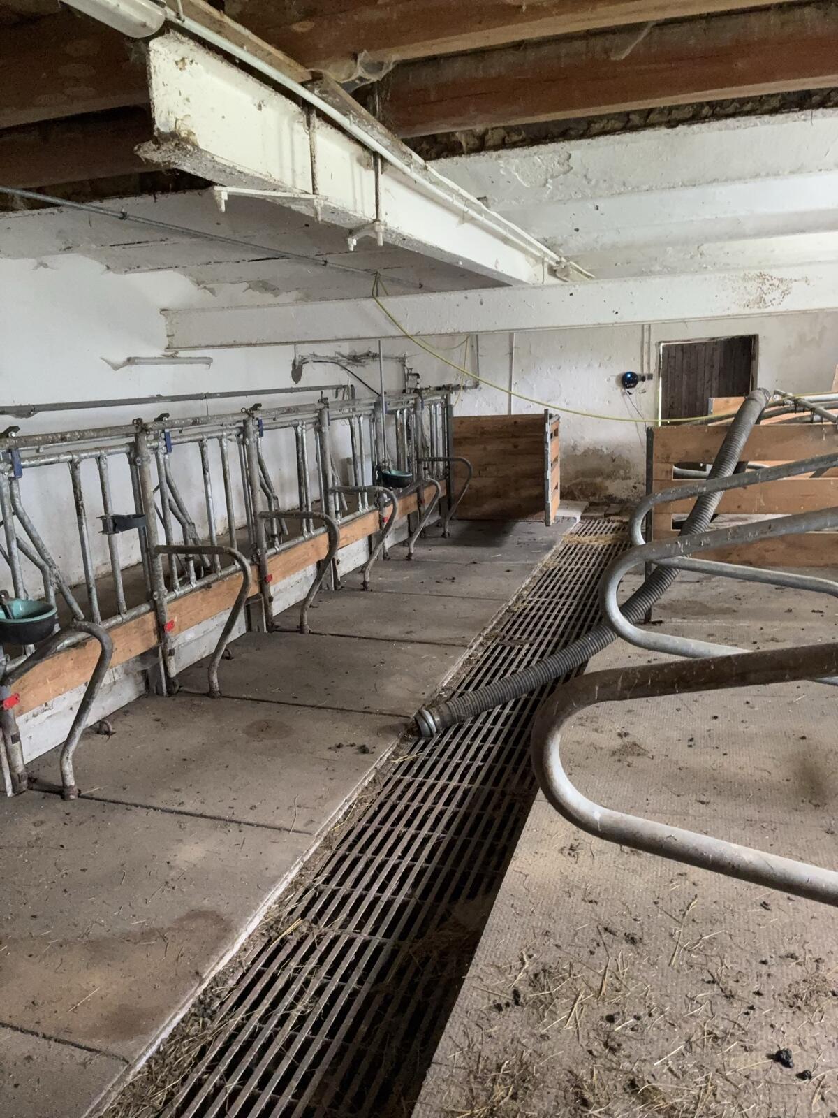 Biete Einstellplatz für Kalbinnen und Schafe 2