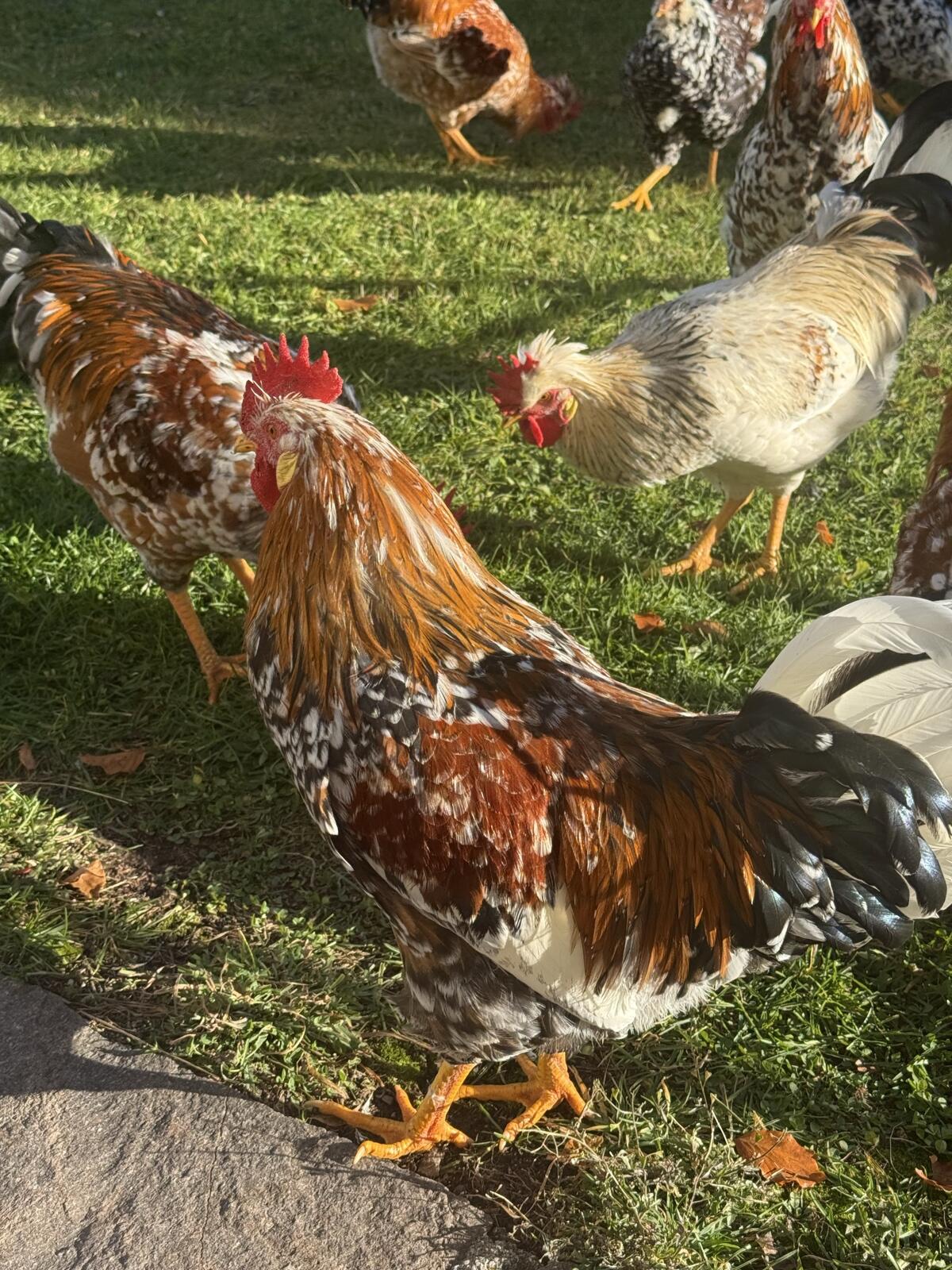 Schwedische Blumenhähne zu vergeben 3