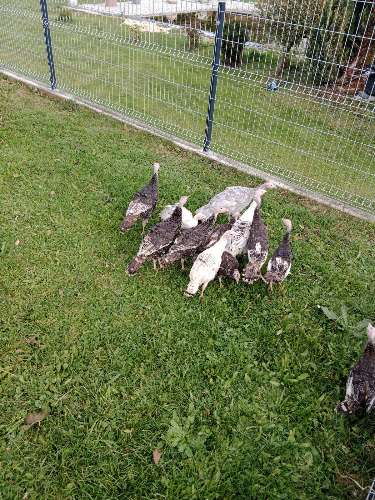 Wildputen aus Naturbrut 2