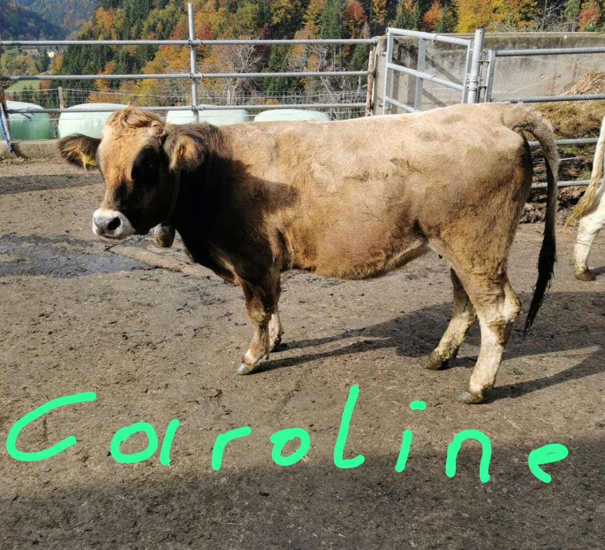 Murbodner Kalbinnen trächtig 2