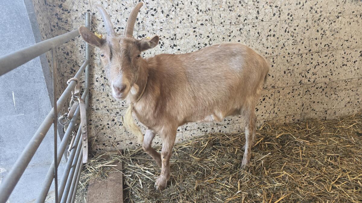 Ziege zu verschenken 2