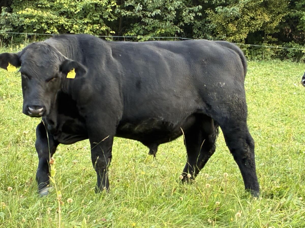 Bio-Anguszuchtstier 1