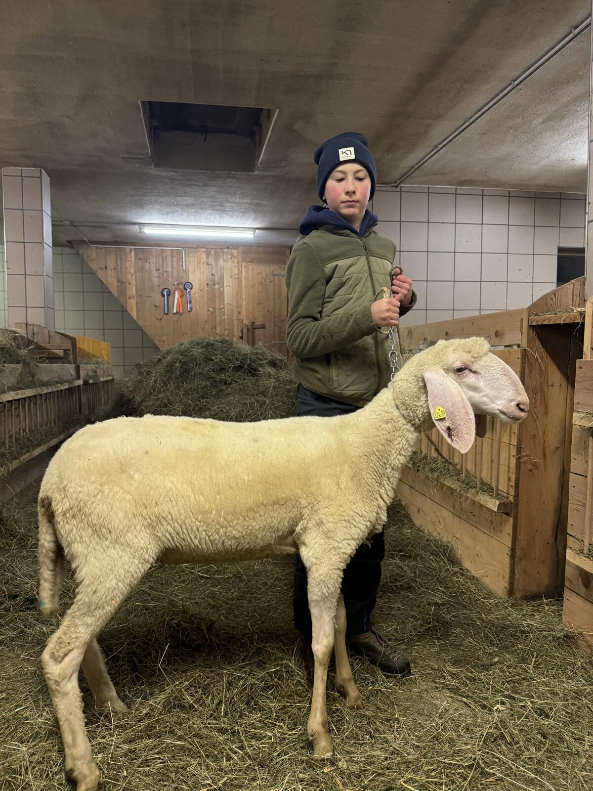 3 HB Herbst-Bergschafkilbern 1