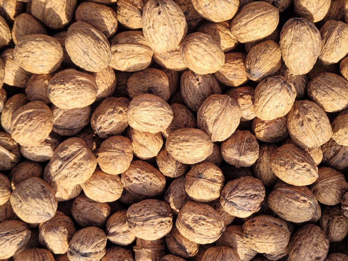 Verkaufe trockene Walnüsse, Ernte 2025 2