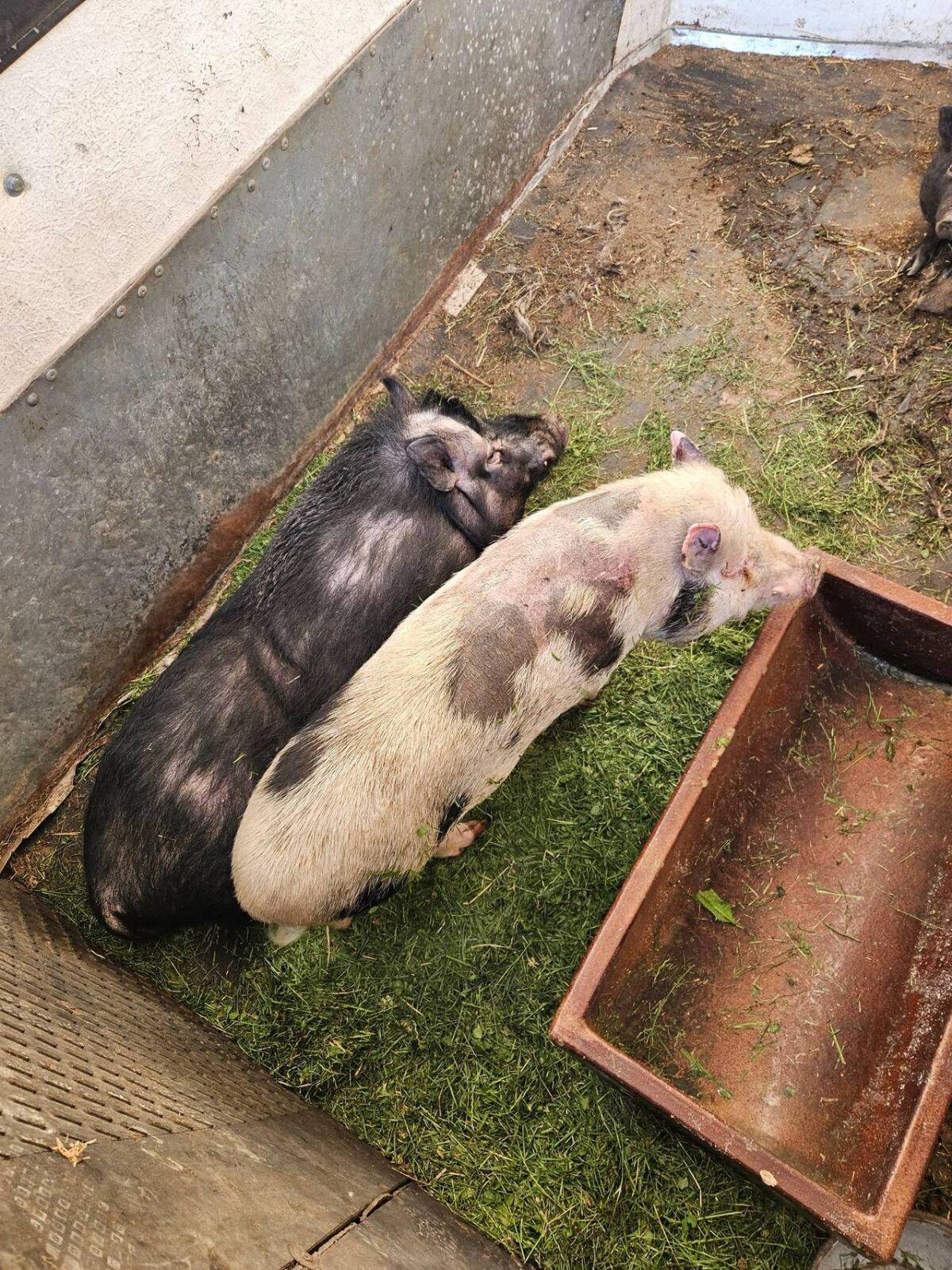 Minischweine 1