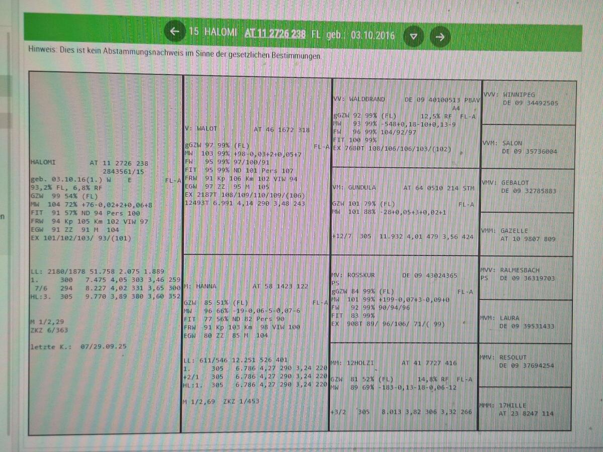 Verkaufe Zucht-Fleckenkalb, Bio-Heumilchbetrieb 3