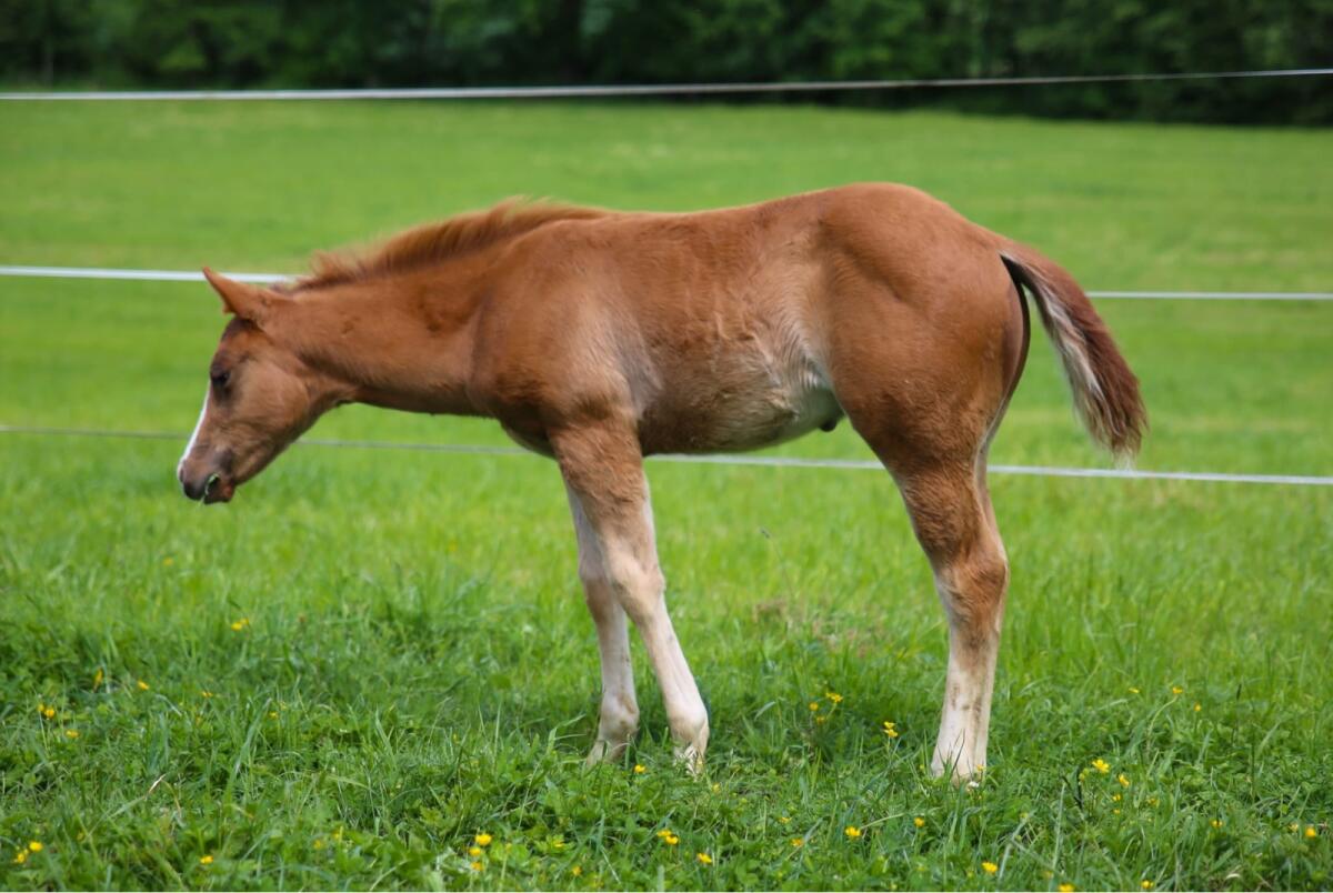 QH Hengst Absetzer 2