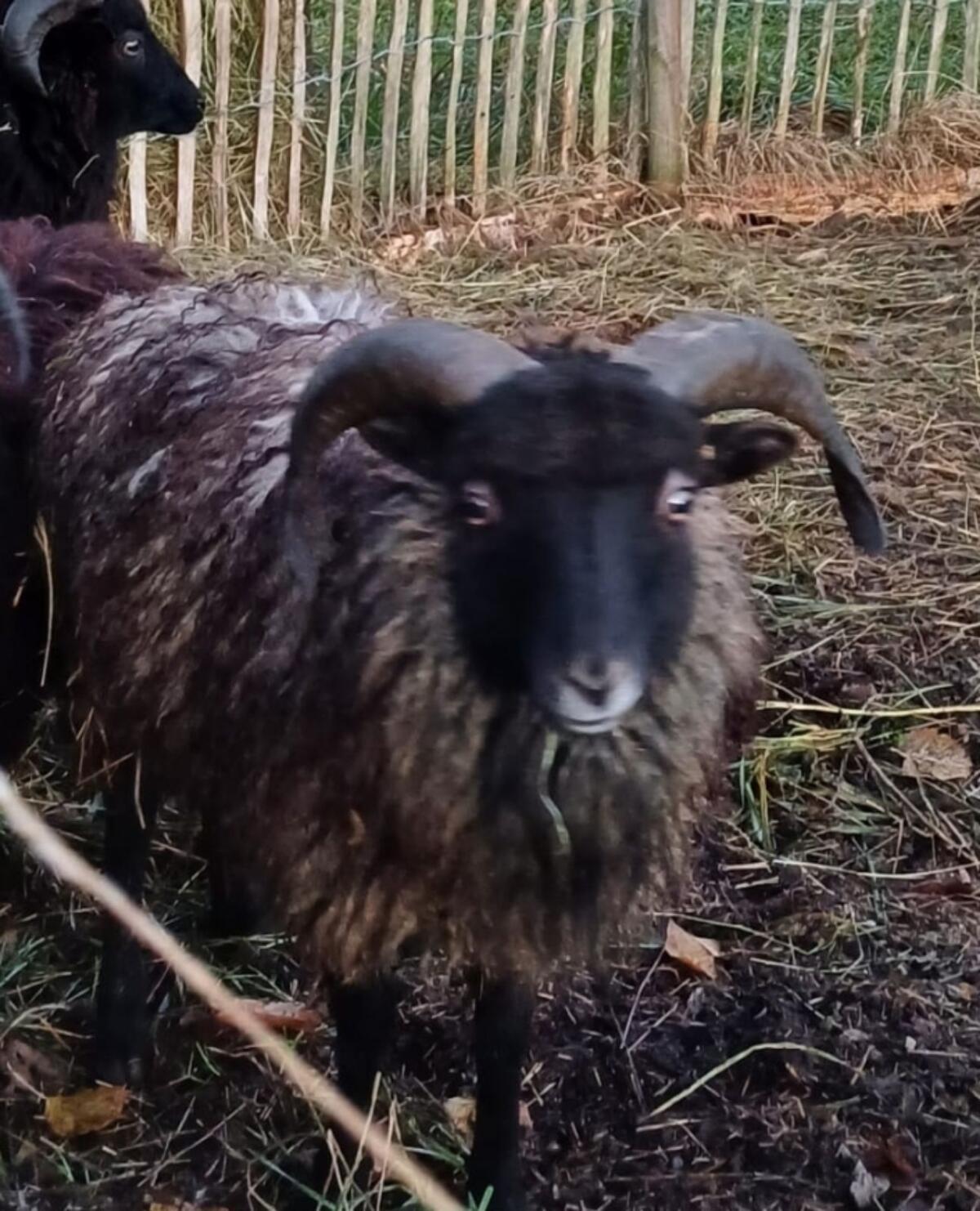 Schaf, Zwergschaf, Ouessantschaf 1