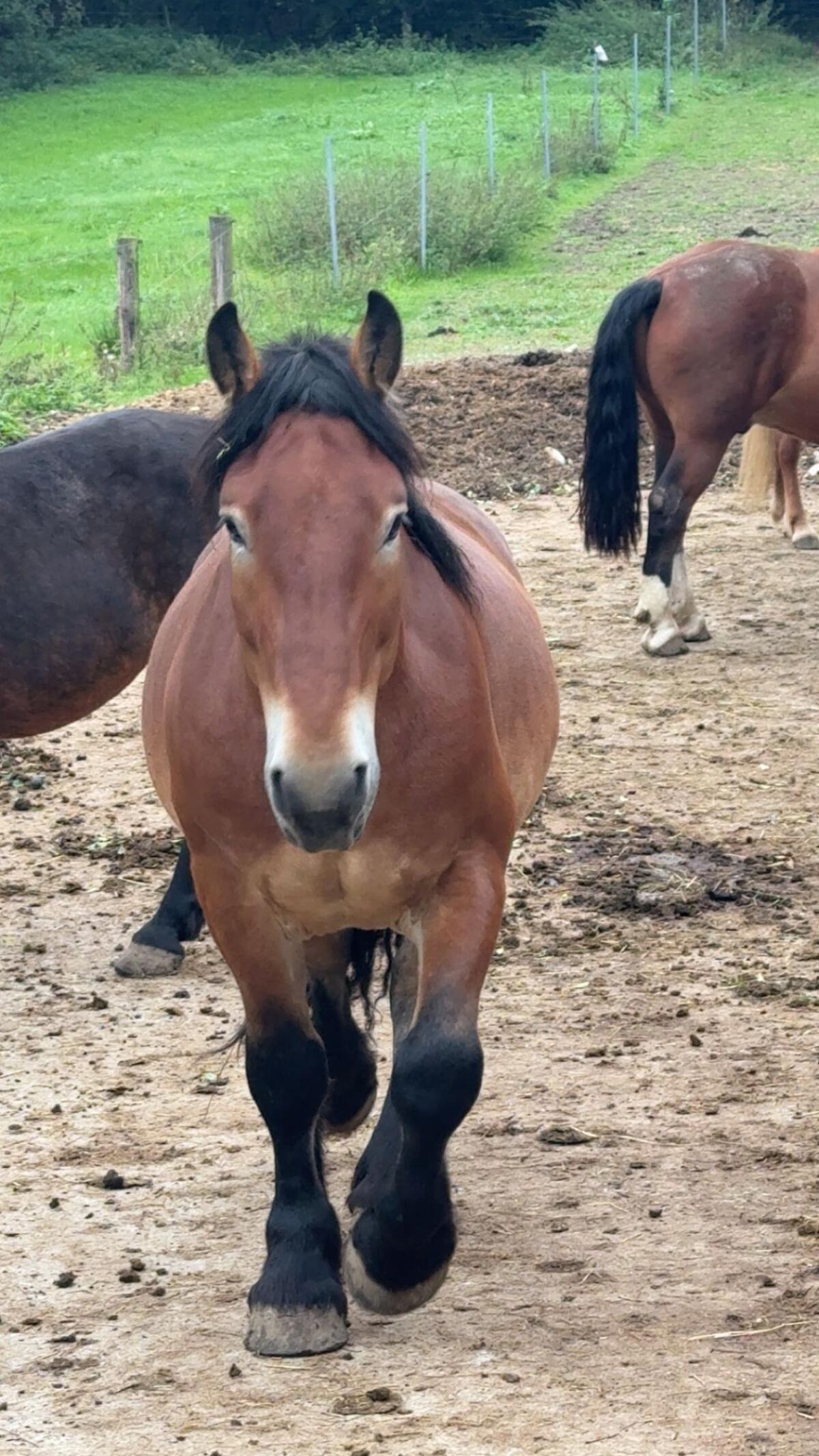 4,5-jähriger ungarischer Kaltblutwallach 1