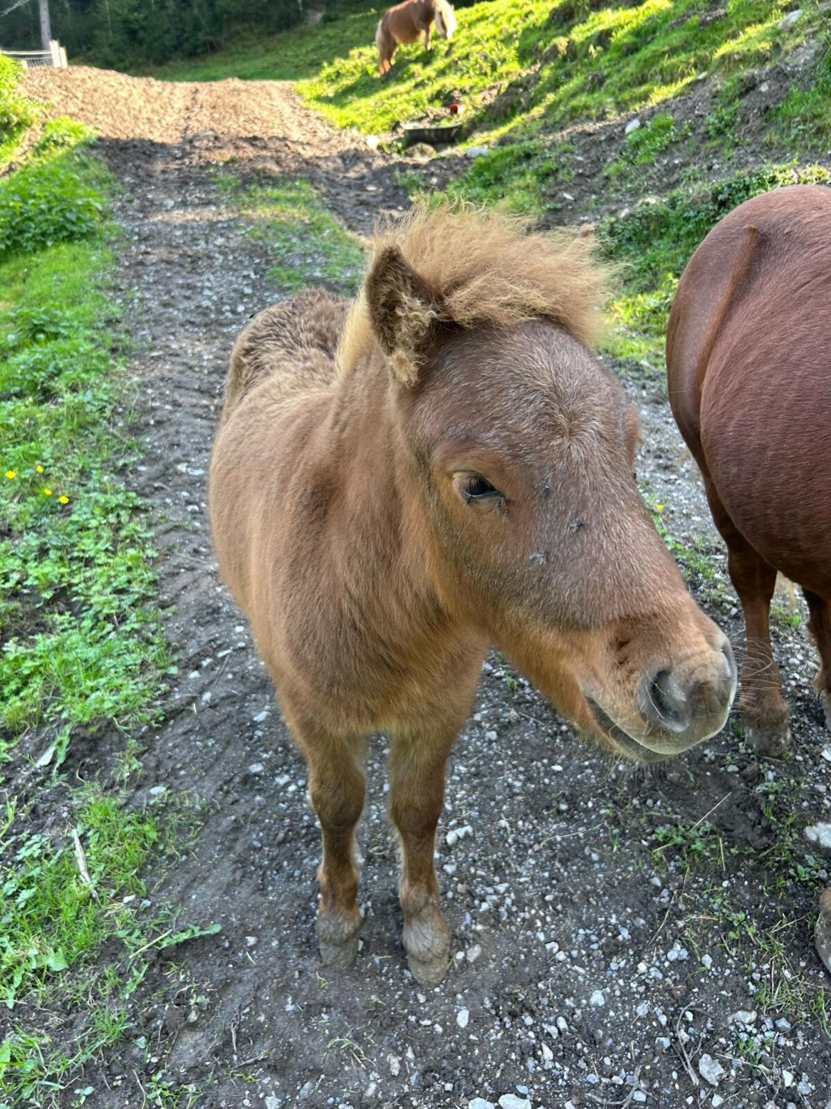 Ponyhengst, halbjährig 3
