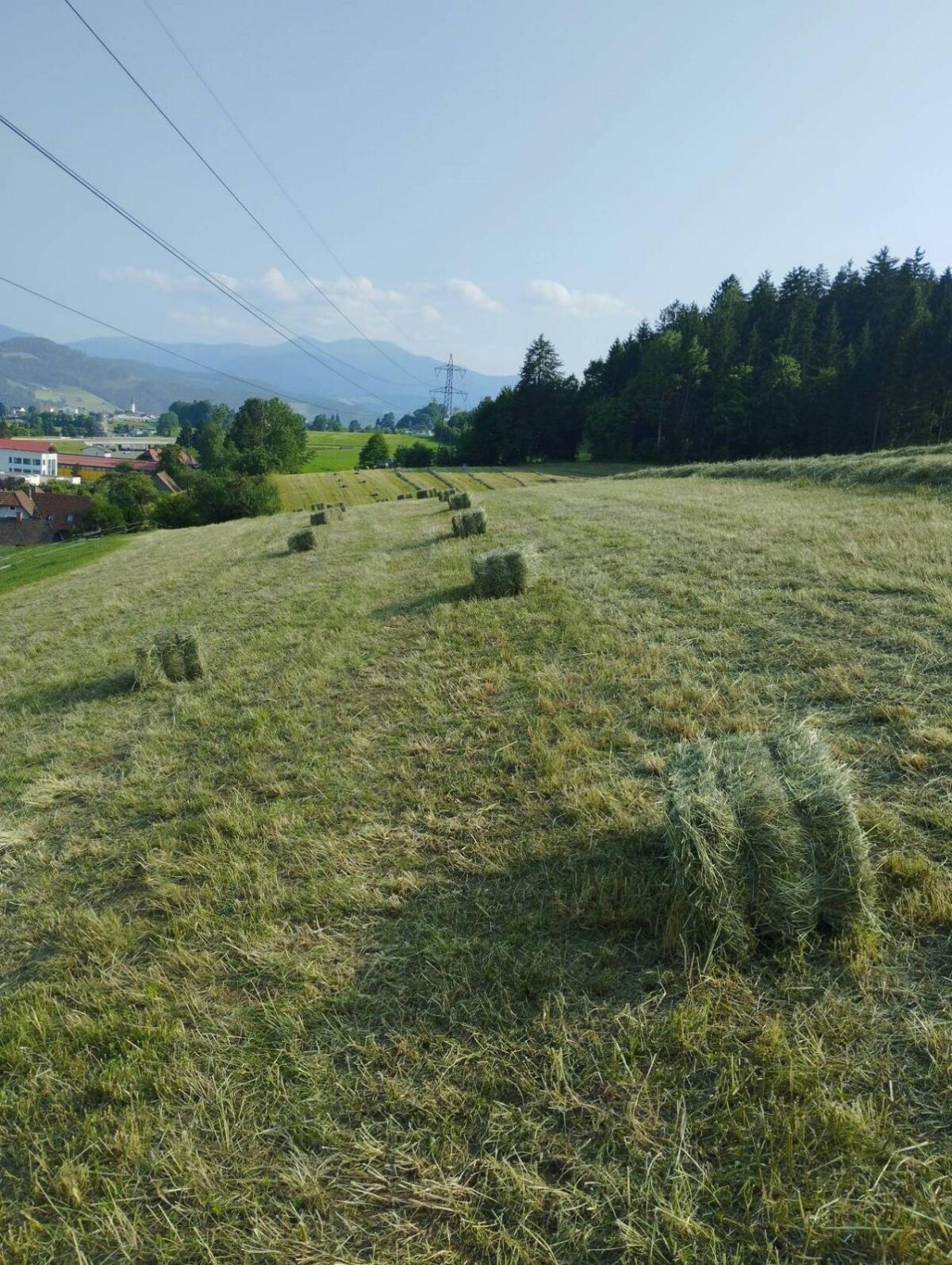 Heuquaderballen klein 1. Schnitt 2