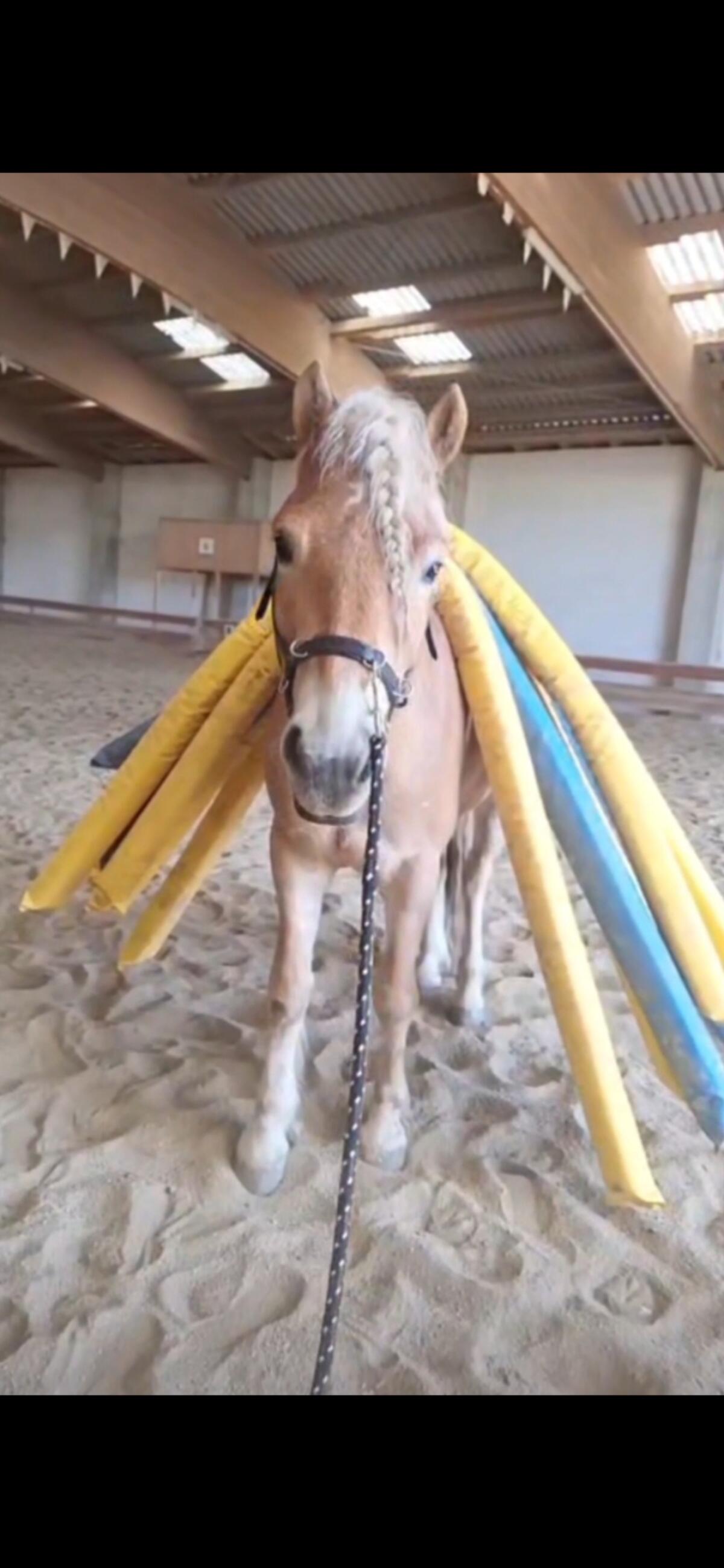 Bildschöner Haflingerwallach mit Talent 2