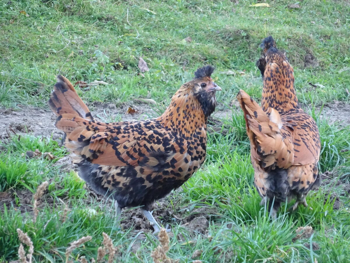 Brabanter gold-schwarzgetupft 1