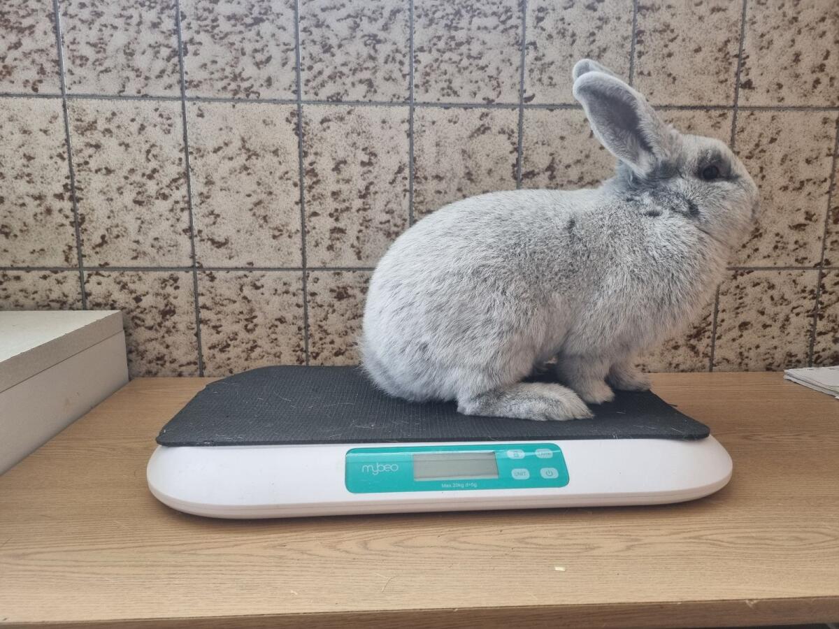 Helle Großsilber M/W 2