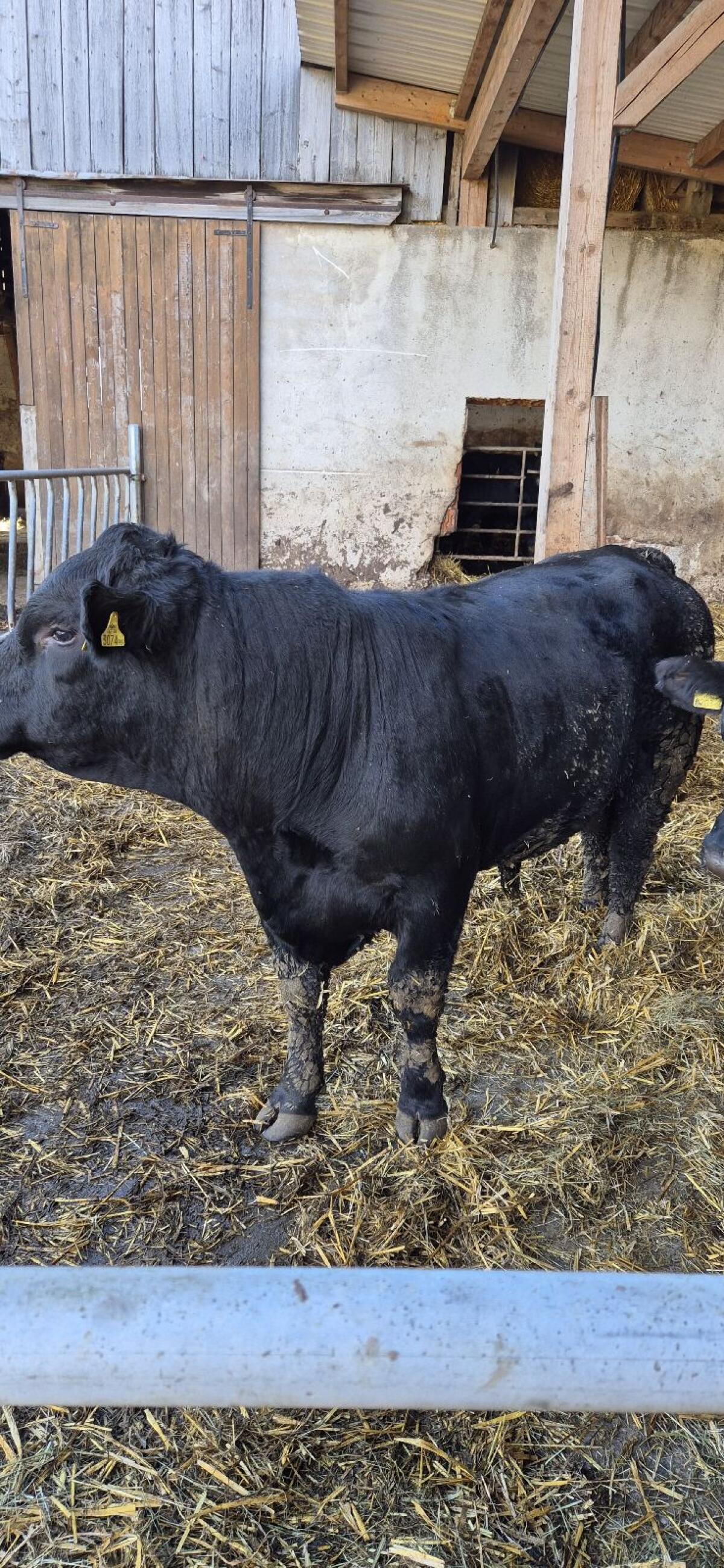 Bio Angus Stiere 1