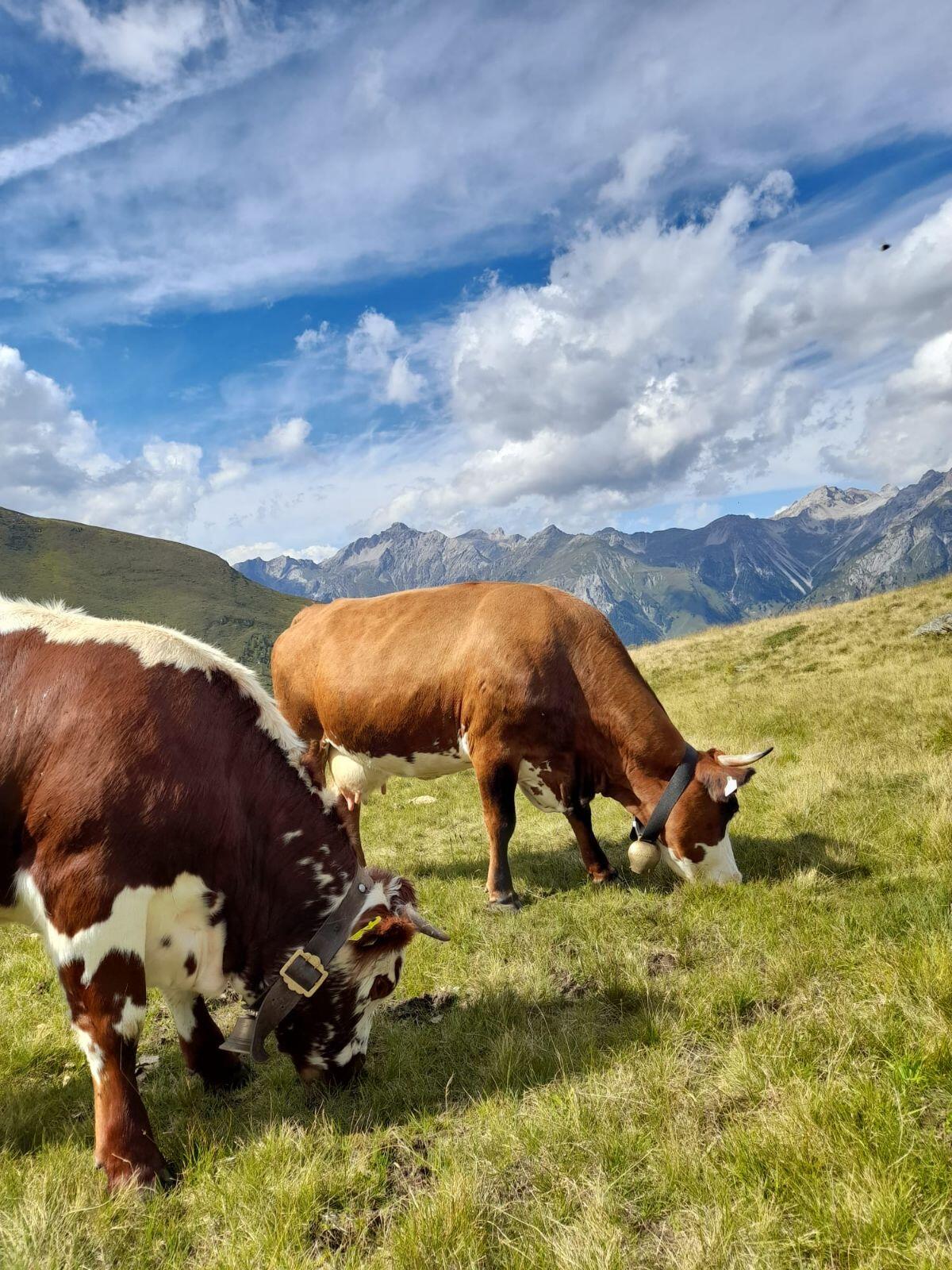 Mutterkuh Gloria - Fleckvieh Limousin 2