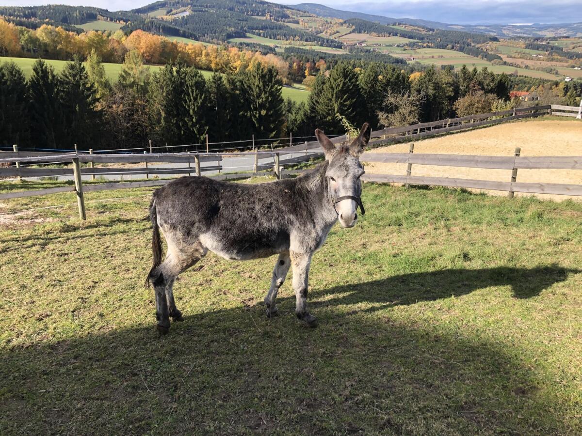 Eselstuten zu verkaufen 2