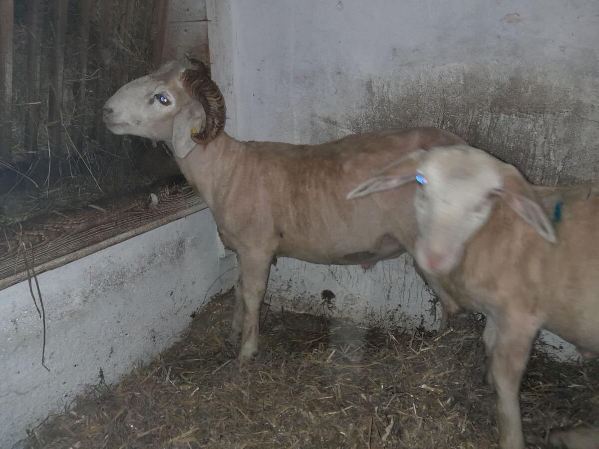 Widder mit Horn 1