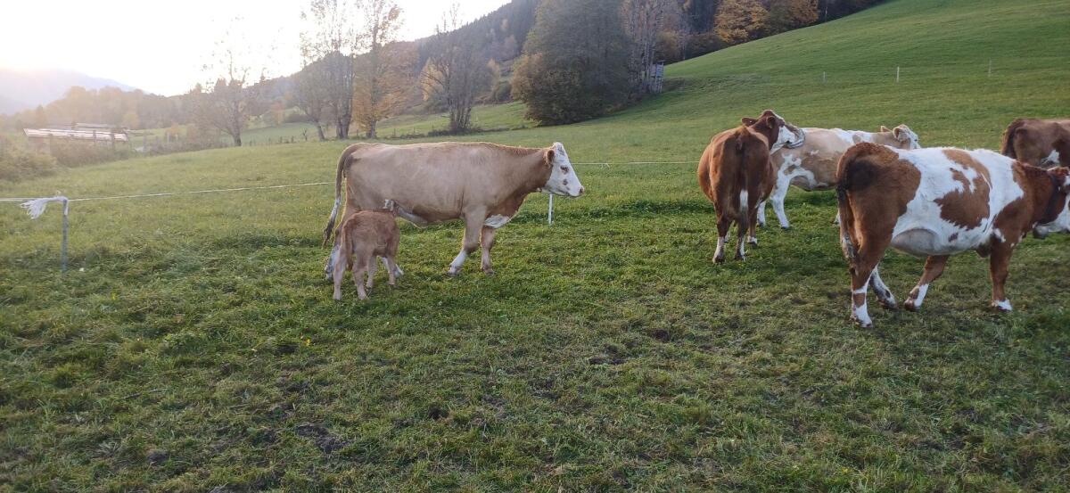 Wir suchen eine Landwirtschaft zur Pacht oder Leibrente 3