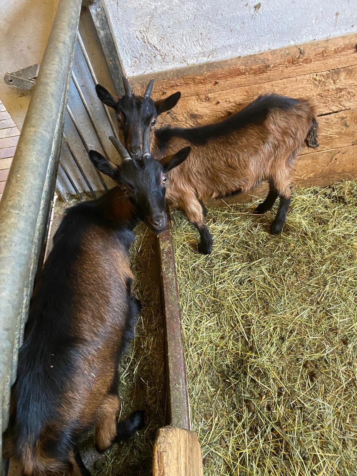 Bio Pinzgauer Ziegenkitze 2