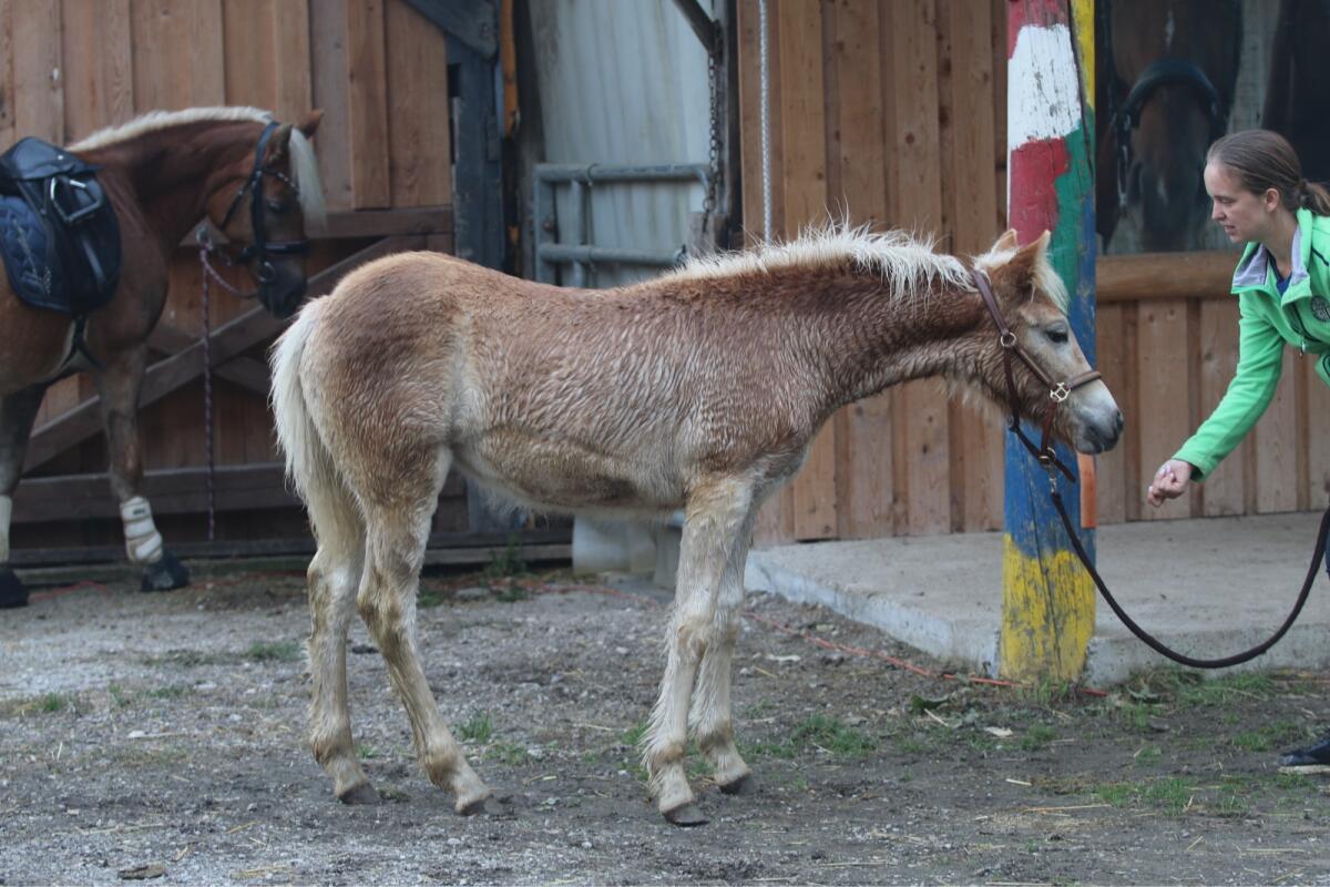 Sehr bewegungsstarkes Haflinger Stutfohlen von Ariat 3