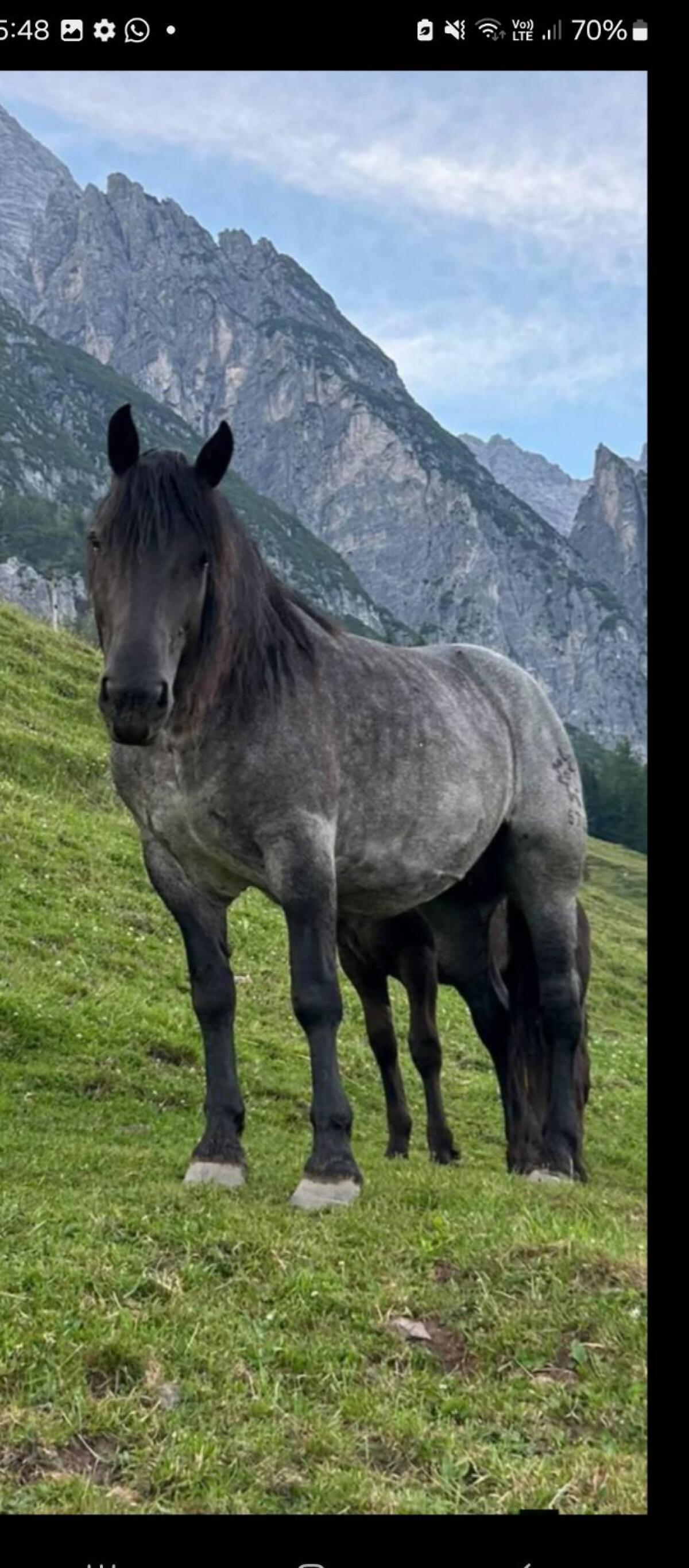 Mohrenkopf Norikerstute Lorena MG 1