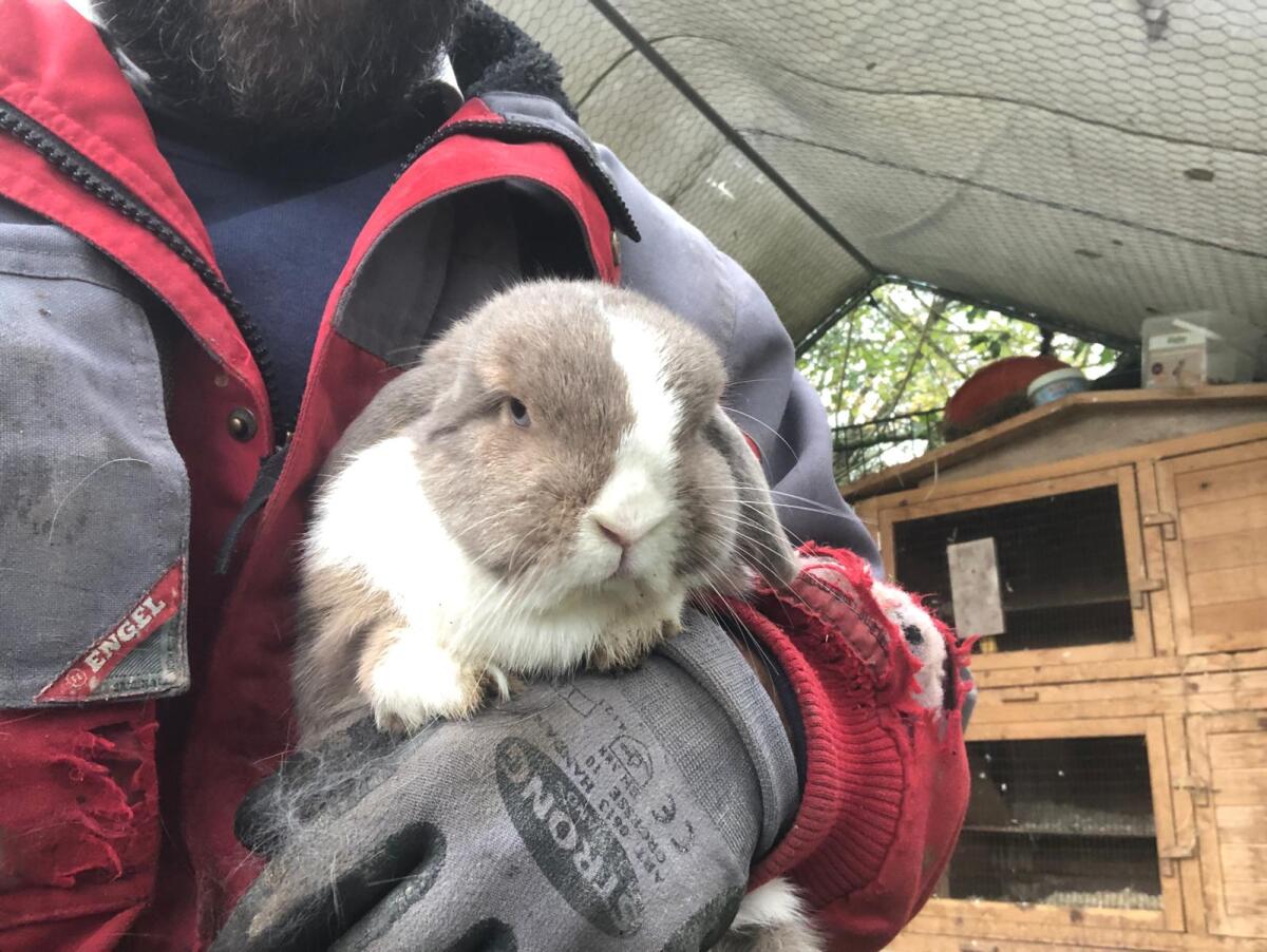 Hasen Schlappohren Miniloop 3