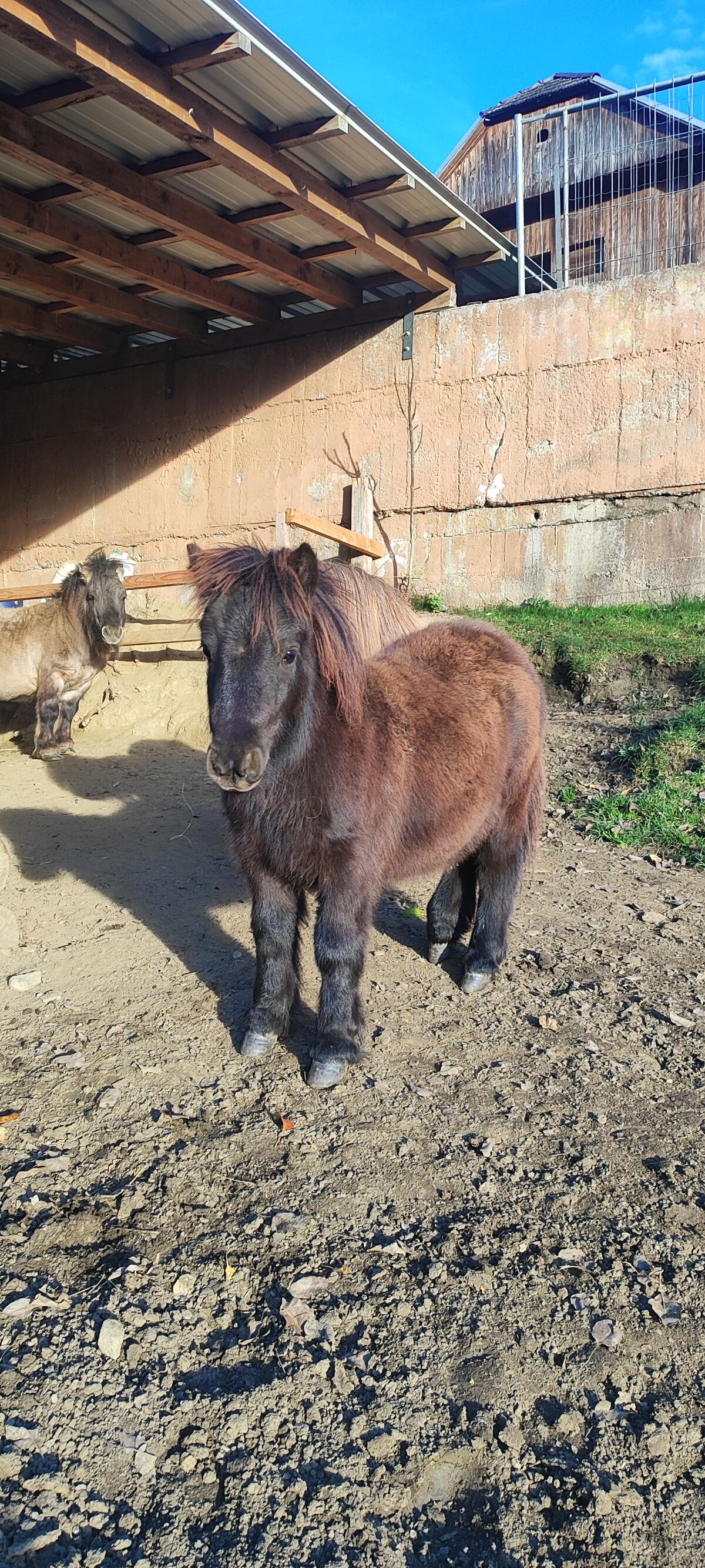 Minishetty Stutfohlen 1