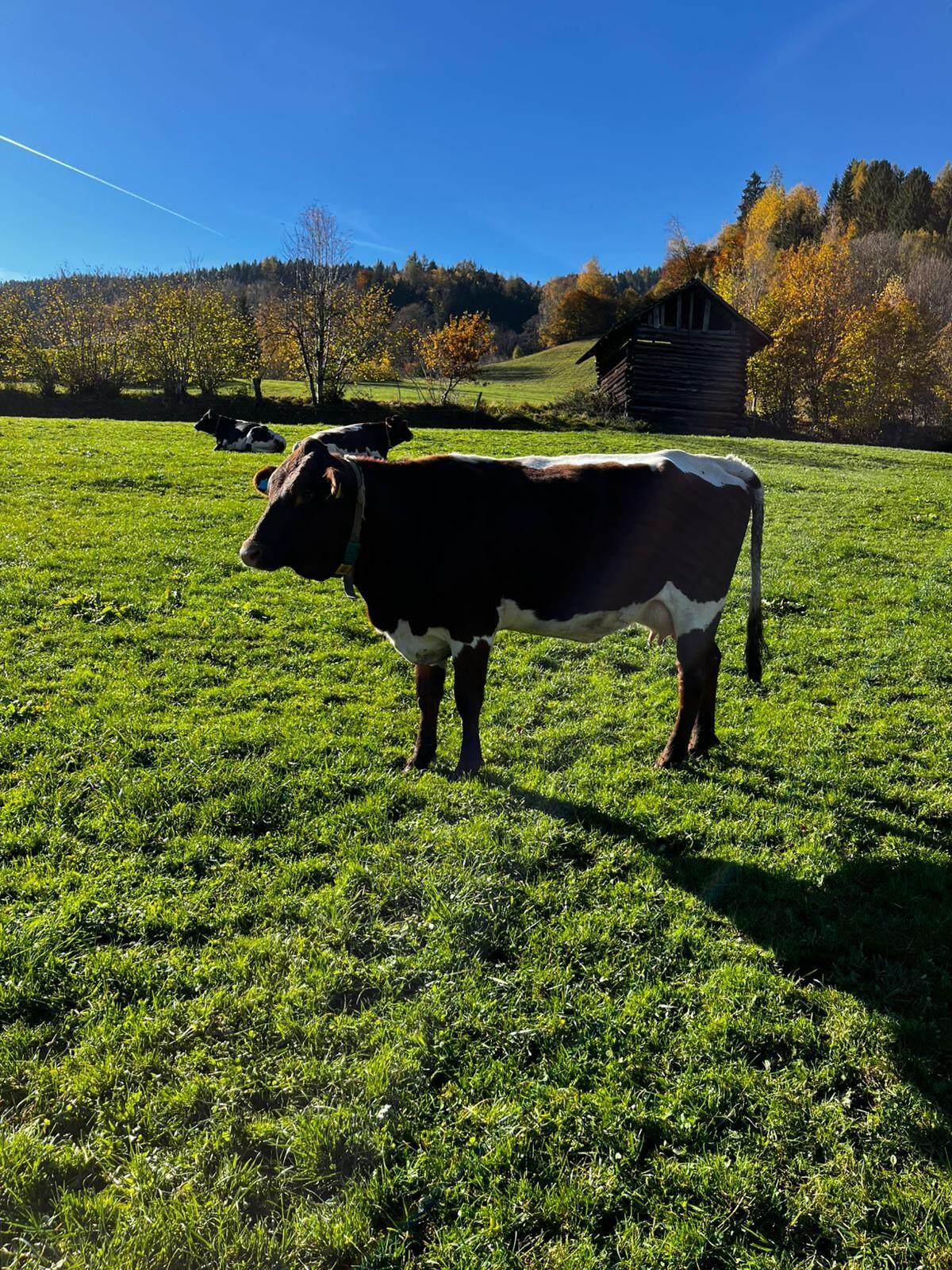 Pinzgauer Jungkuh genetisch hornlos Bio 2