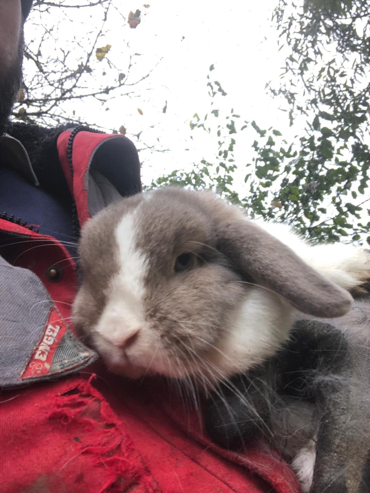 Hasen Schlappohren Miniloop 2