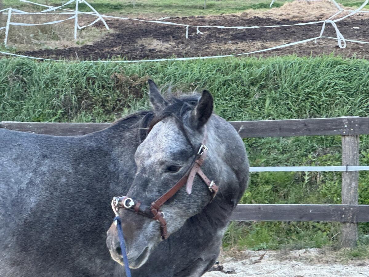 Lipizzaner-Mix Wallach 3