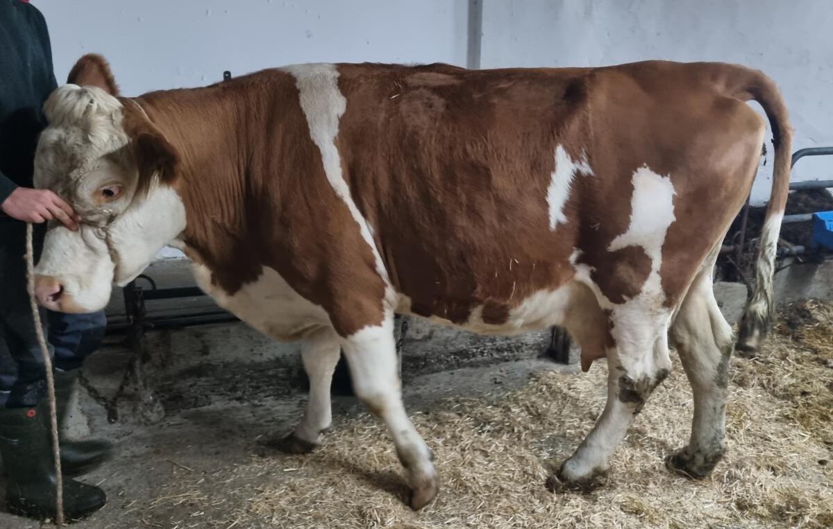 Trächtige Fleckviehkuh zu verkaufen 3