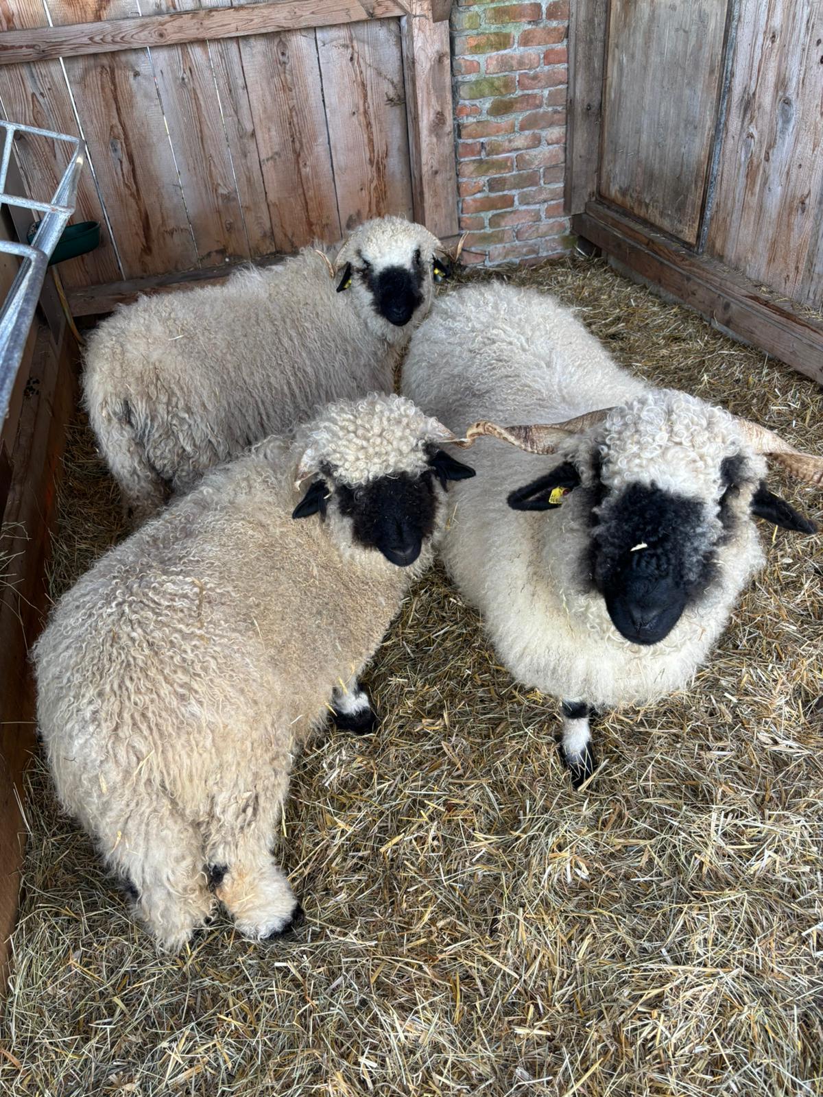 Walliser Schwarznasen-Widder 1