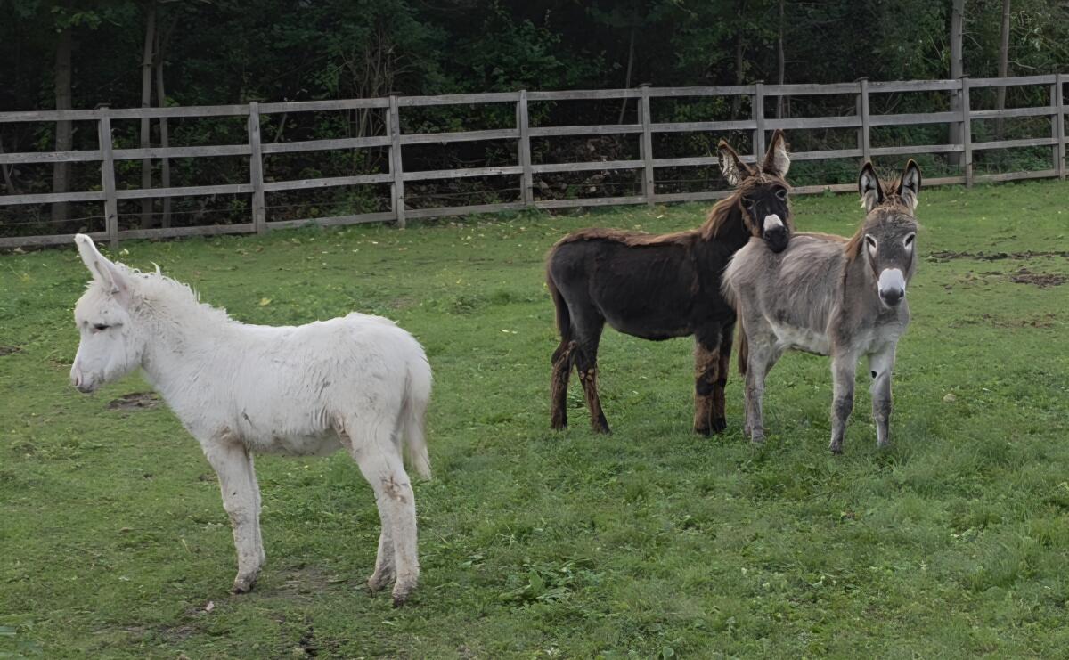 Esel, 3 Stk. zusammen 2