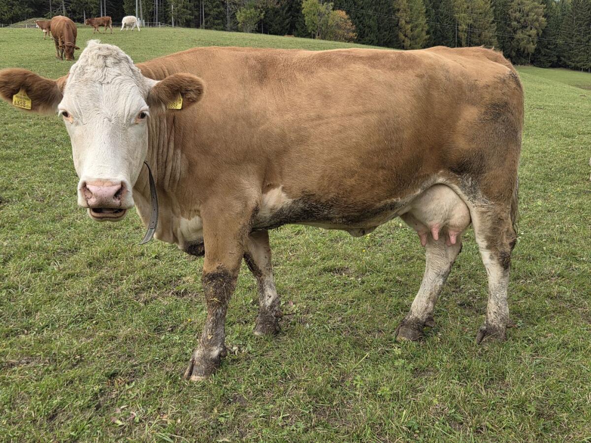 Fleckvieh Mutterkuh 3