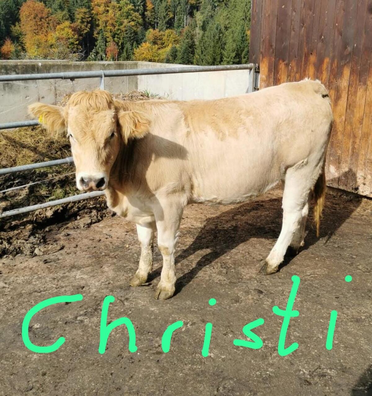 Murbodner Kalbinnen trächtig 3