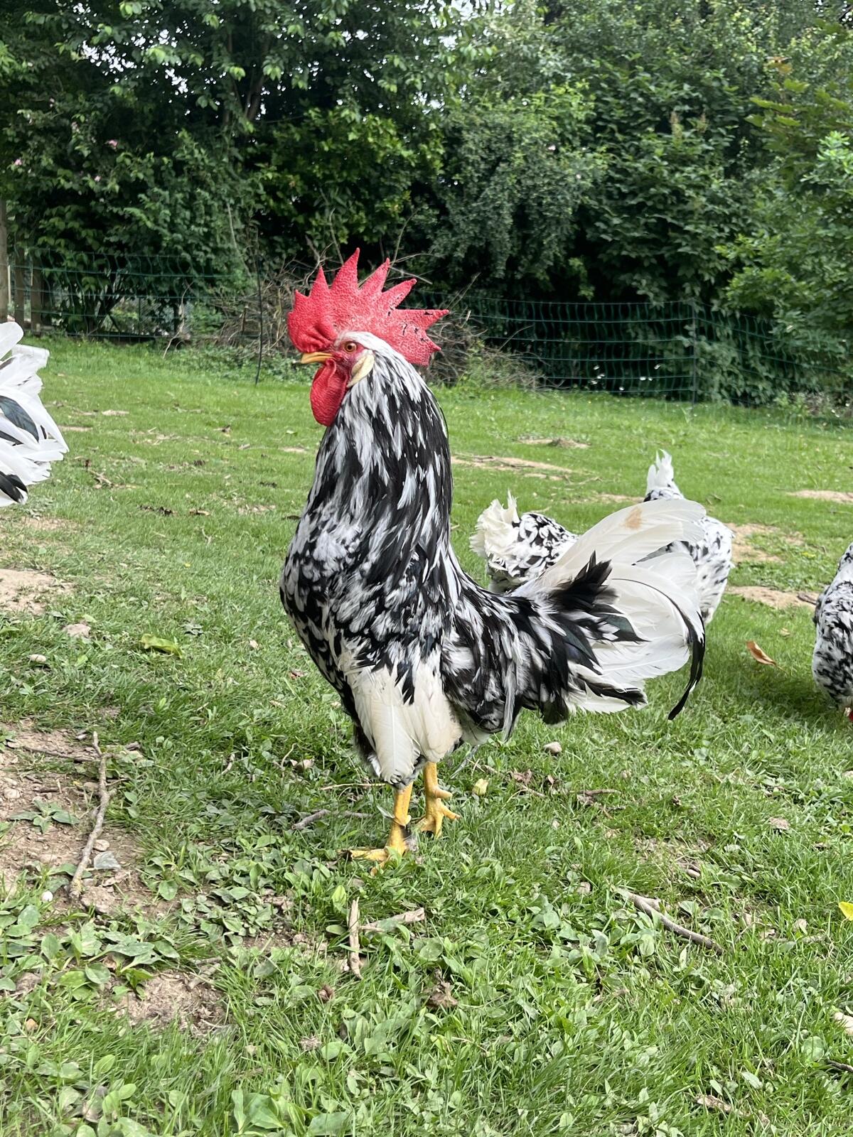 Exchequer Leghorn Bruteier 1