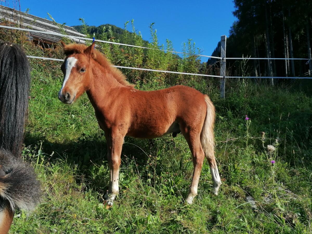 Ponyhengstfohlen Luigi 1