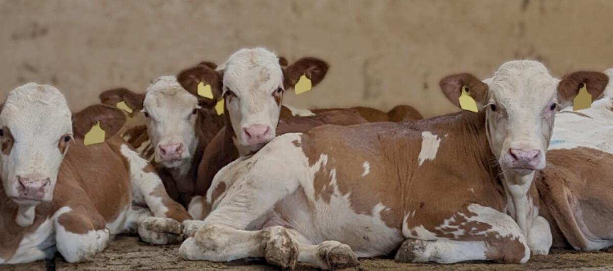 Männliche Fresser 1