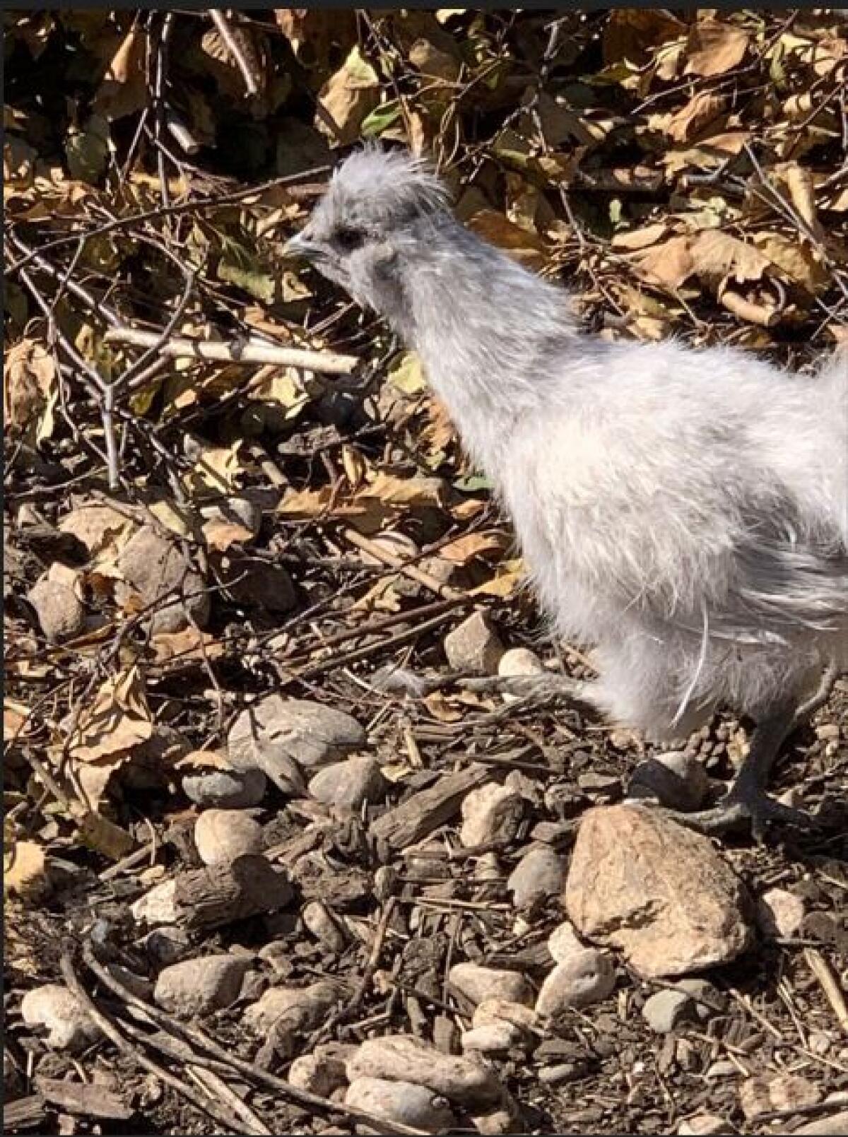 Blauer Zwergseidenhahn 2