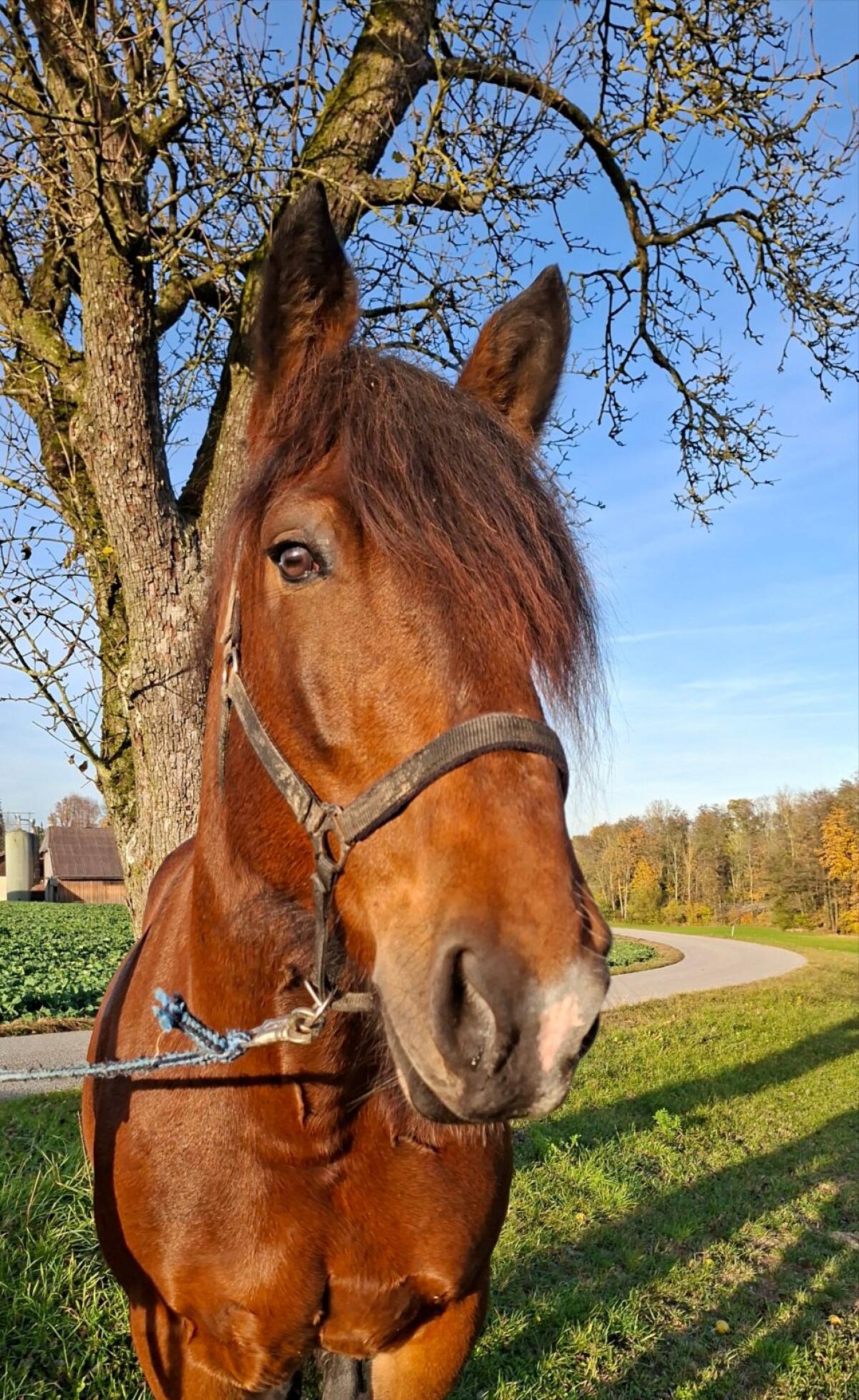 Norikerstute und Stutfohlen zu verkaufen 1