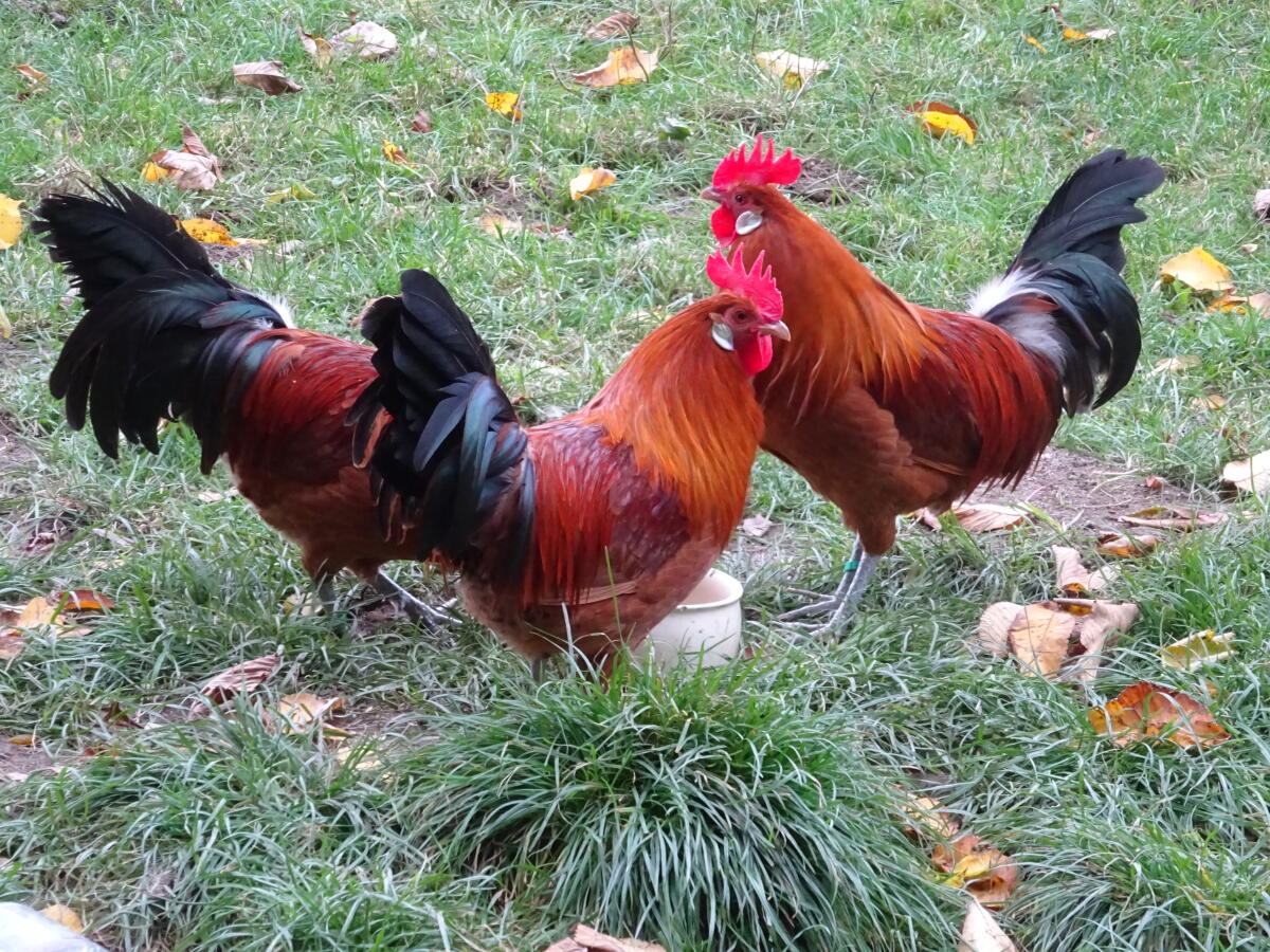 FRIESENHUHN gold-schwarzgeflockt 2