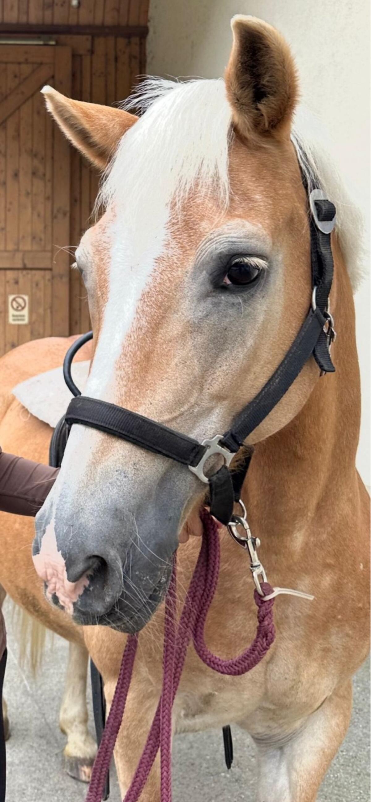 Haflinger Kleinpferd 1